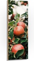 WallClassics - Bois - Pommes dans l'Arbre - 40x120 cm - 9 mm d'épaisseur - Photo sur Bois (Avec Système d'accrochage)