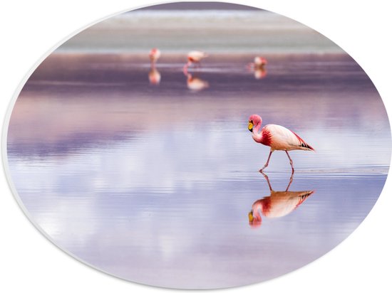 WallClassics - PVC Schuimplaat Ovaal - Flamingo in het Water - 28x21 cm Foto op Ovaal (Met Ophangsysteem)