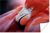 Poster Close-up van een flamingo - 60x40 cm