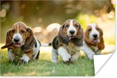 Poster Puppy's rennen door het gras - 90x60 cm