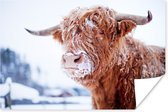 Schotse hooglander besneeuwd poster papier 90x60 cm - Foto print op Poster (wanddecoratie woonkamer / slaapkamer) / Wilde dieren Poster