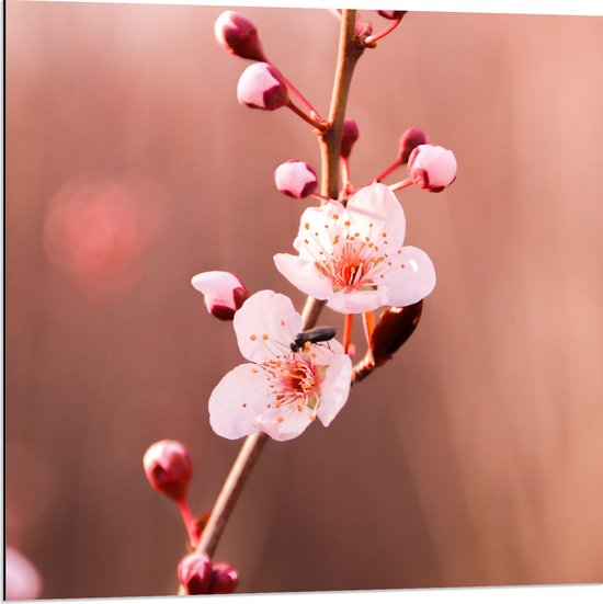 Dibond - Tak met Roze Sakura Bloemen - 80x80 cm Foto op Aluminium (Met Ophangsysteem)