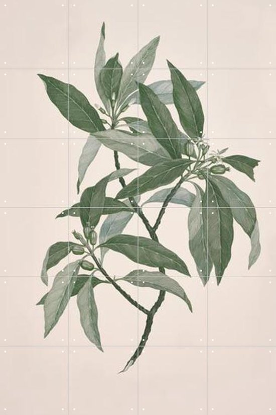 IXXI Timonius Timon - Wanddecoratie - Bloemen en Planten - 80 x 120 cm