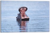 WallClassics - Dibond - Nijlpaard in het Water - 60x40 cm Foto op Aluminium (Met Ophangsysteem)