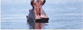 WallClassics - Poster Glanzend – Nijlpaard in het Water - 60x20 cm Foto op Posterpapier met Glanzende Afwerking
