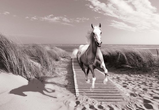 Papier peint Cheval au galop sur la plage noir et blanc | V8 - 368 cm x 254 cm | Polaire 130gr / m2