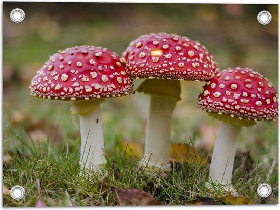 Tuinposter – Rood met Witte Stippen Paddestoel - Vliegenzwam - 40x30 cm Foto op Tuinposter (wanddecoratie voor buiten en binnen)