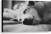 WallClassics - Canvas - Slapende Hond - Zwart Wit - 90x60 cm Foto op Canvas Schilderij (Wanddecoratie op Canvas)