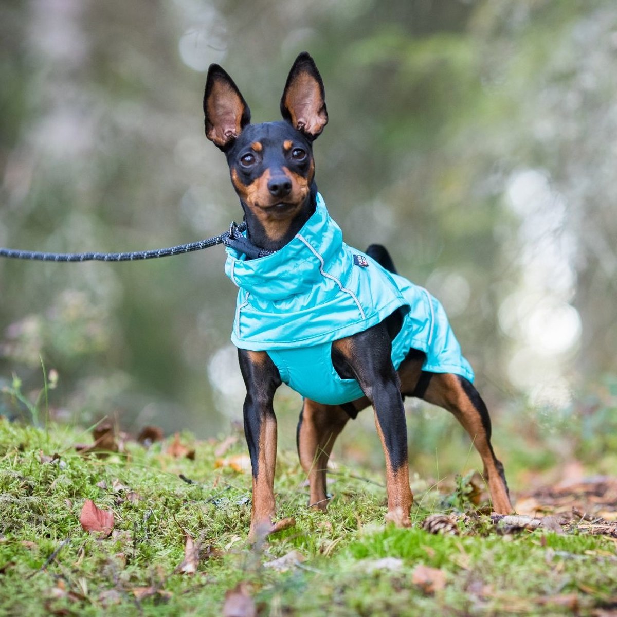 1 Veste Imperméable Et Chaude Pour Animaux De Compagnie, Vêtements  Réfléchissants Et Coupe-vent Pour Animaux De Compagnie En Jaune, Adaptés  Aux Chiens De Petite Et Moyenne Taille – Idéal Pour Les Activités