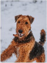 WallClassics - Poster Glanzend – Zwart met Bruin Hondje in de Sneeuw - 60x80 cm Foto op Posterpapier met Glanzende Afwerking