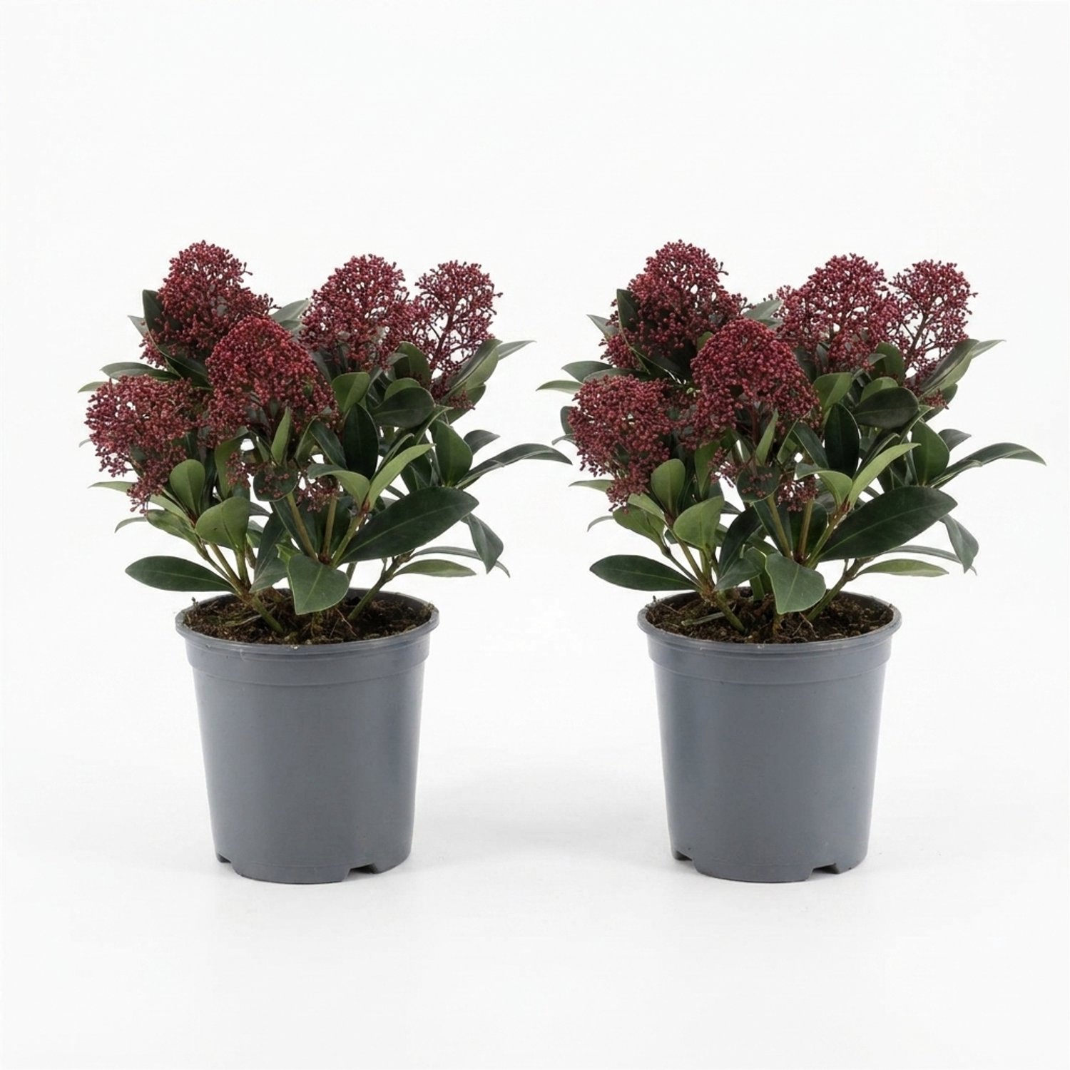 Bloomique - Set van 2 - Skimmia Japonica Rubella - Heester - Tuinplanten - Rode bloemknoppen - Winterhard - Groenblijvend - Ook voor schaduw - Hoogte 25-30 cm - Pot 19 cm