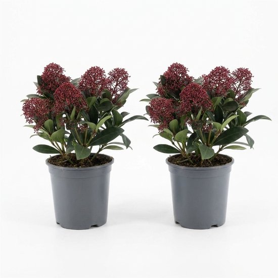 Set van twee Skimmia Japonica Rubella planten met rode bloemknoppen in grijze plastic potten.