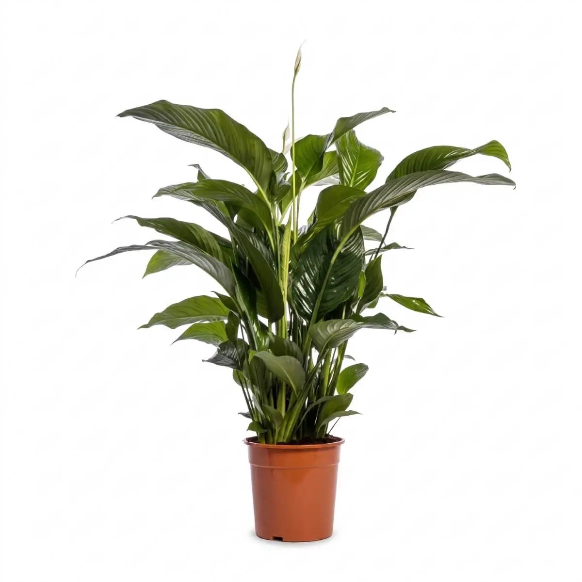 Spathiphyllum Bellini (Lepelplant) - Ø24cm - 100cm