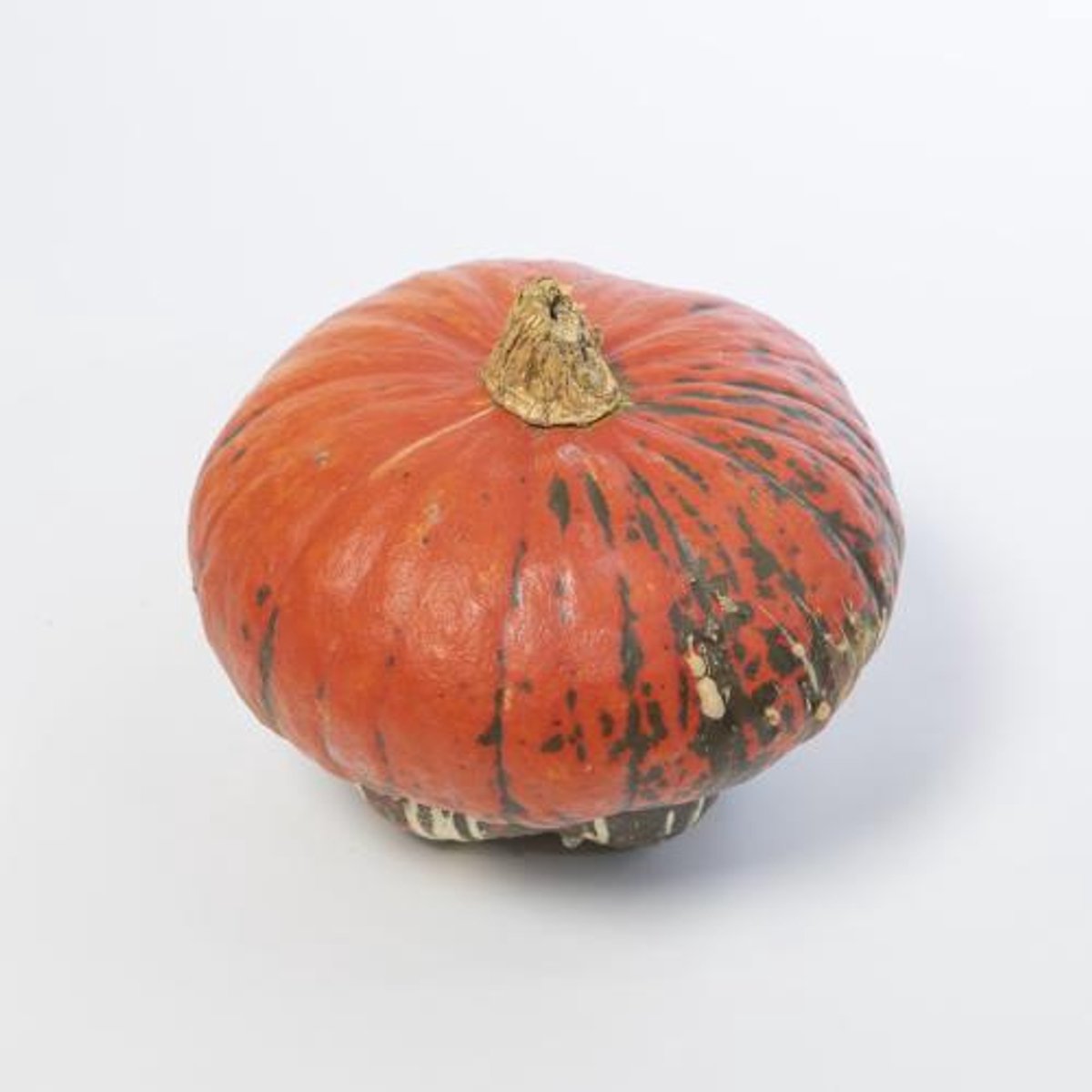 25x Sf cucurbita turk's turban mix