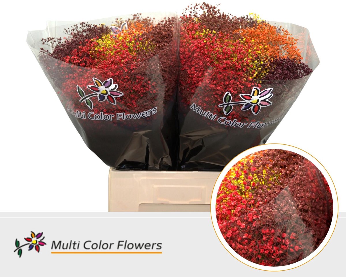 25x Gipskruid m.stars herfst mix 70cm
