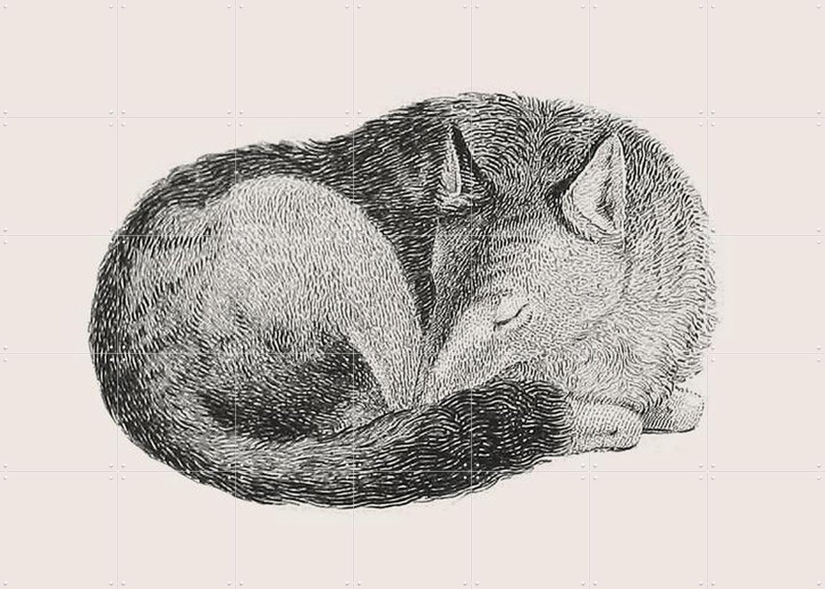 IXXI Sleeping Fox light, IXXI - 140 x 100 cm - Gratis ophangtool - Grote wanddecoratie en posters - Houtsnede, Vintage, Illustraties, Line art