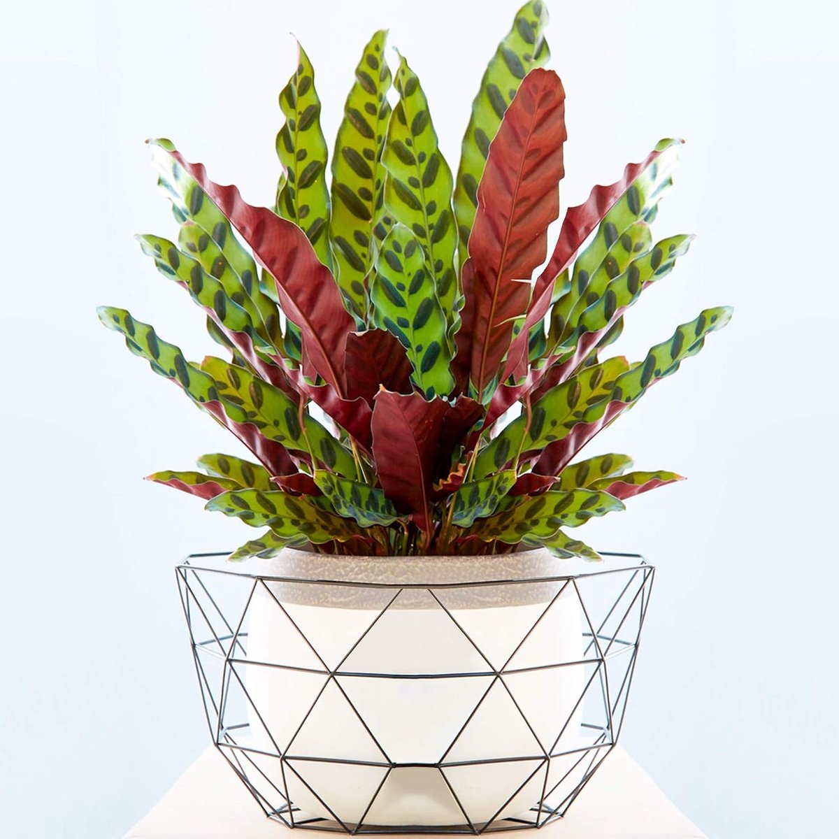 1 x Calathea Insignis 40-50 cm opvallende kamerplant voor thuis of op kantoor