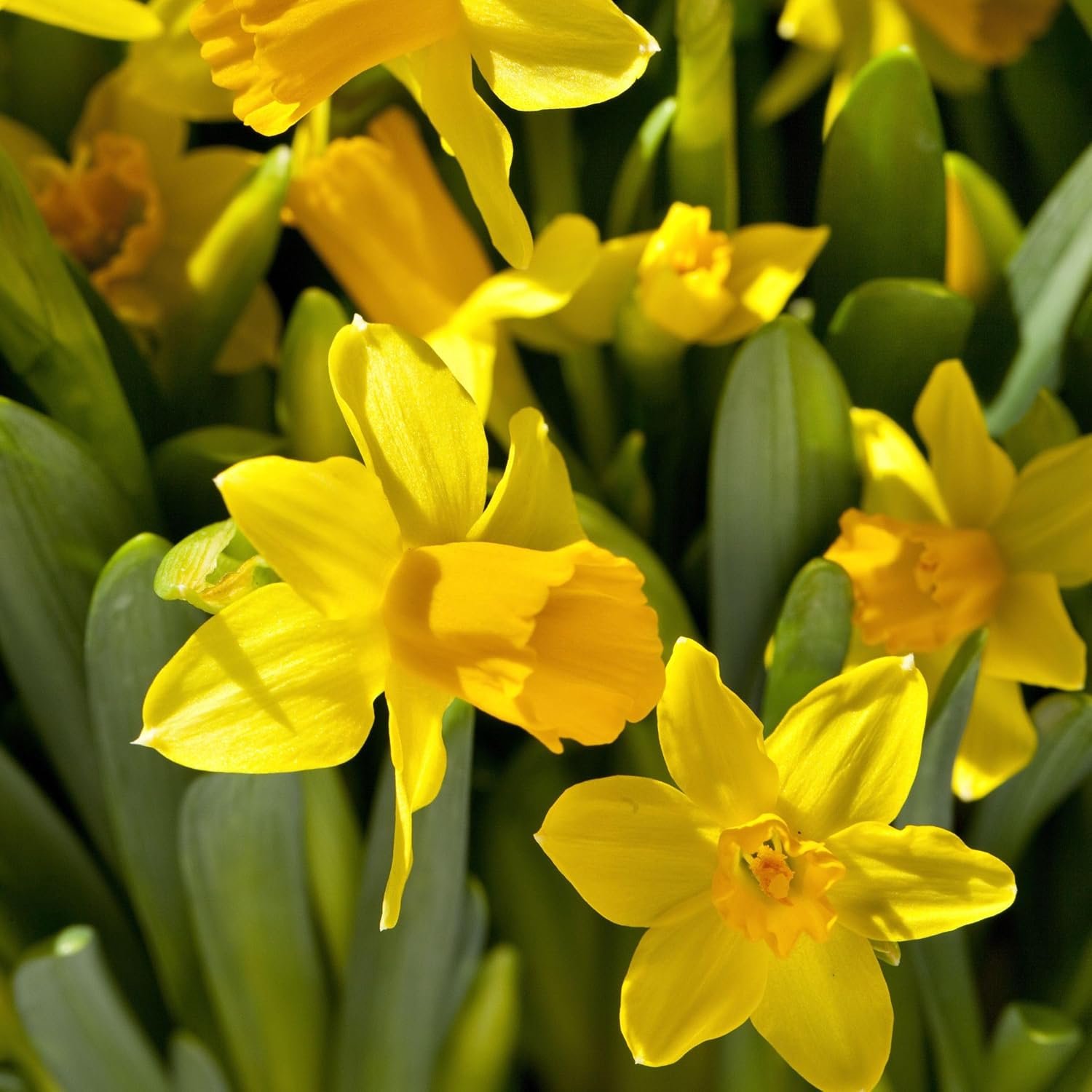 Narcissus Tête-à-Tête x50 - Daffodil bulbs - Perennial hardy flower bulbs - Vrolijke bloemen voor tuin - Homevero