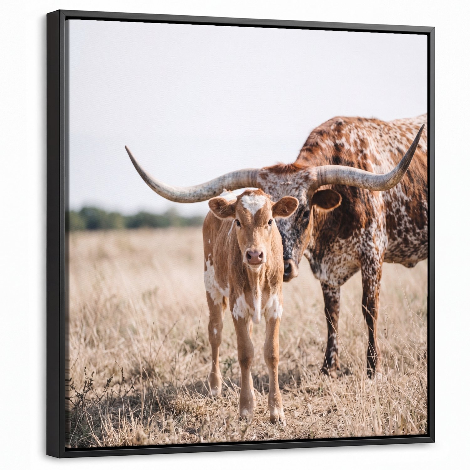 Canvas Schilderij met Baklijst 50x50cm - Texas Longhorn - Kalf - Weide - Dieren - Muurdecoratie woonkamer - Slaapkamer decoratie - Kamer accessoires - Schilderijen op canvas met lijst