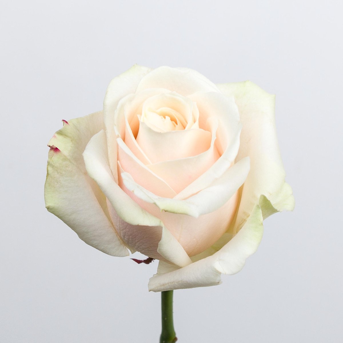 10x Rosa lovely avalanche 40cm