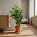 Chamaedorea Elegans kamerpalm in terracotta pot op houten vloer naast een houten dressoir.