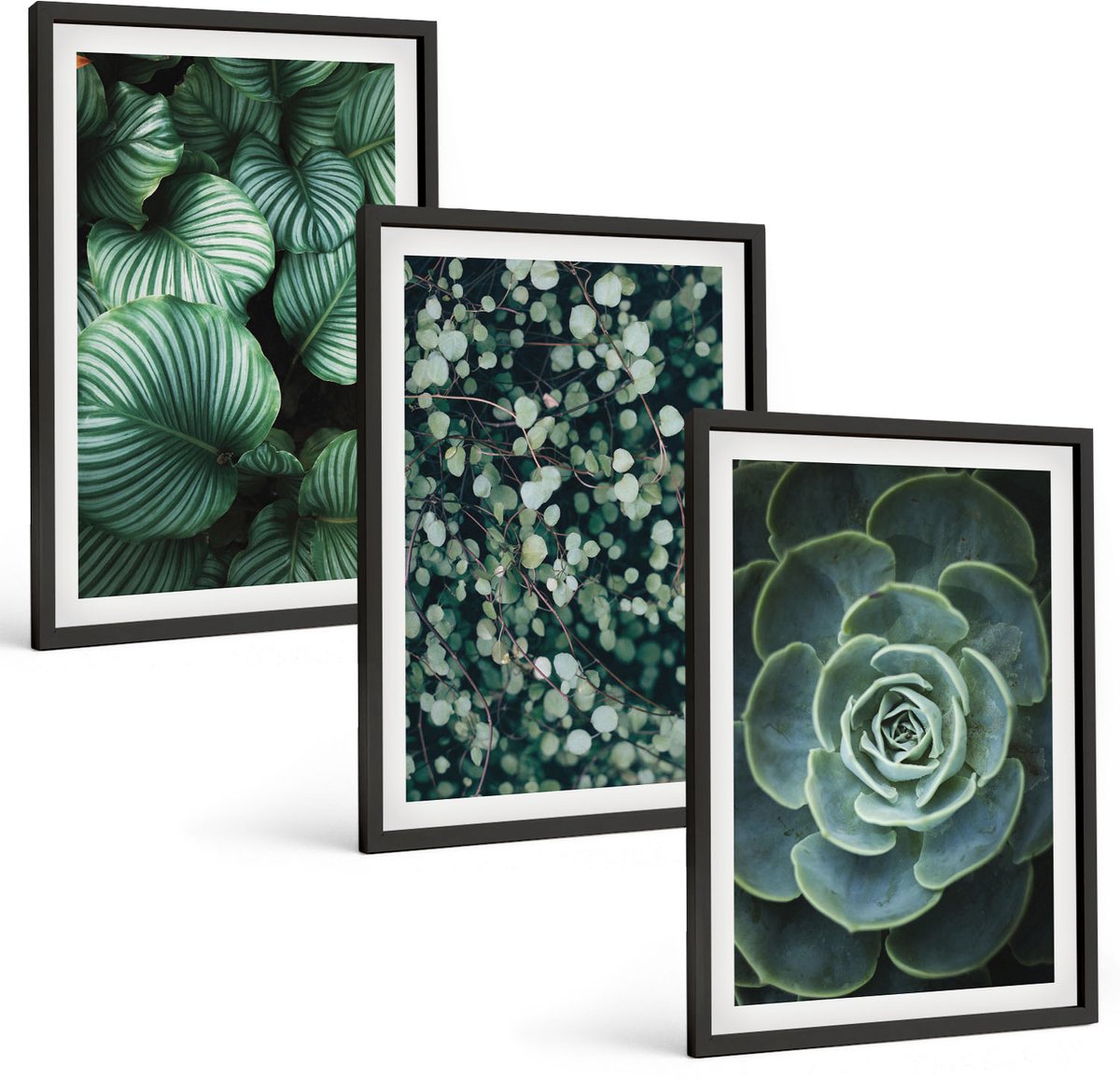 Coloray 3-Delige Schilderij Set - Groene Bladplanten En Stijlvolle Vetplanten - 40 x 60 cm - Wanddecoratie - Woonkamer Decoratie - Interieur Decoratie