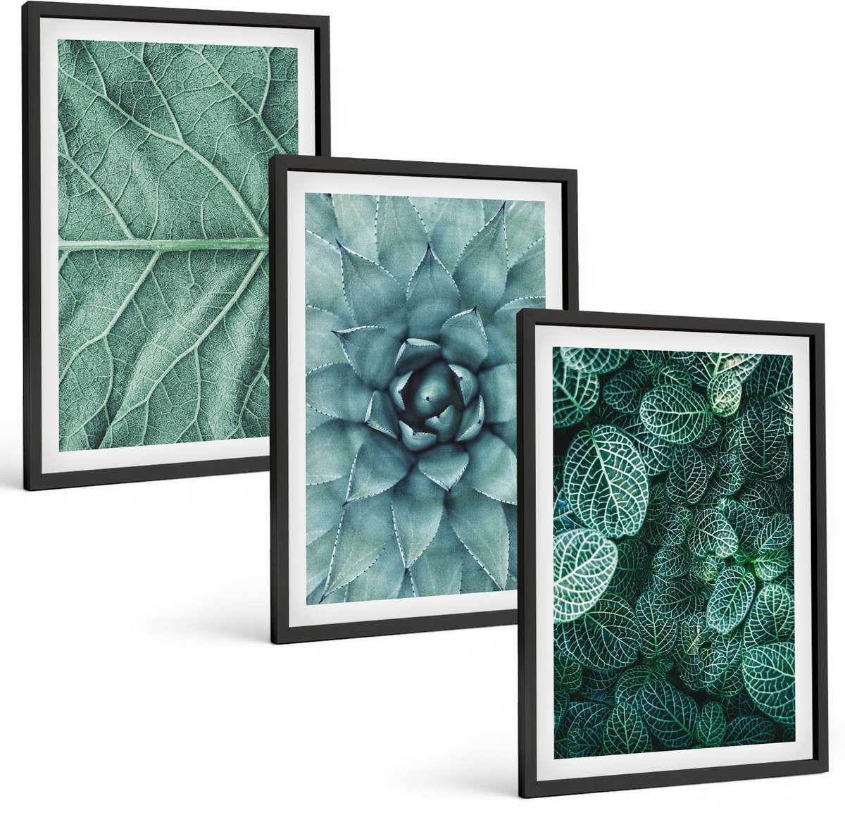 Coloray 3-Delige Schilderij Set - Close-Ups Van Planten, Bladeren En Vetplanten - 40 x 60 cm - Moderne Wanddecoratie - Woonkamer - Muurdecoratie