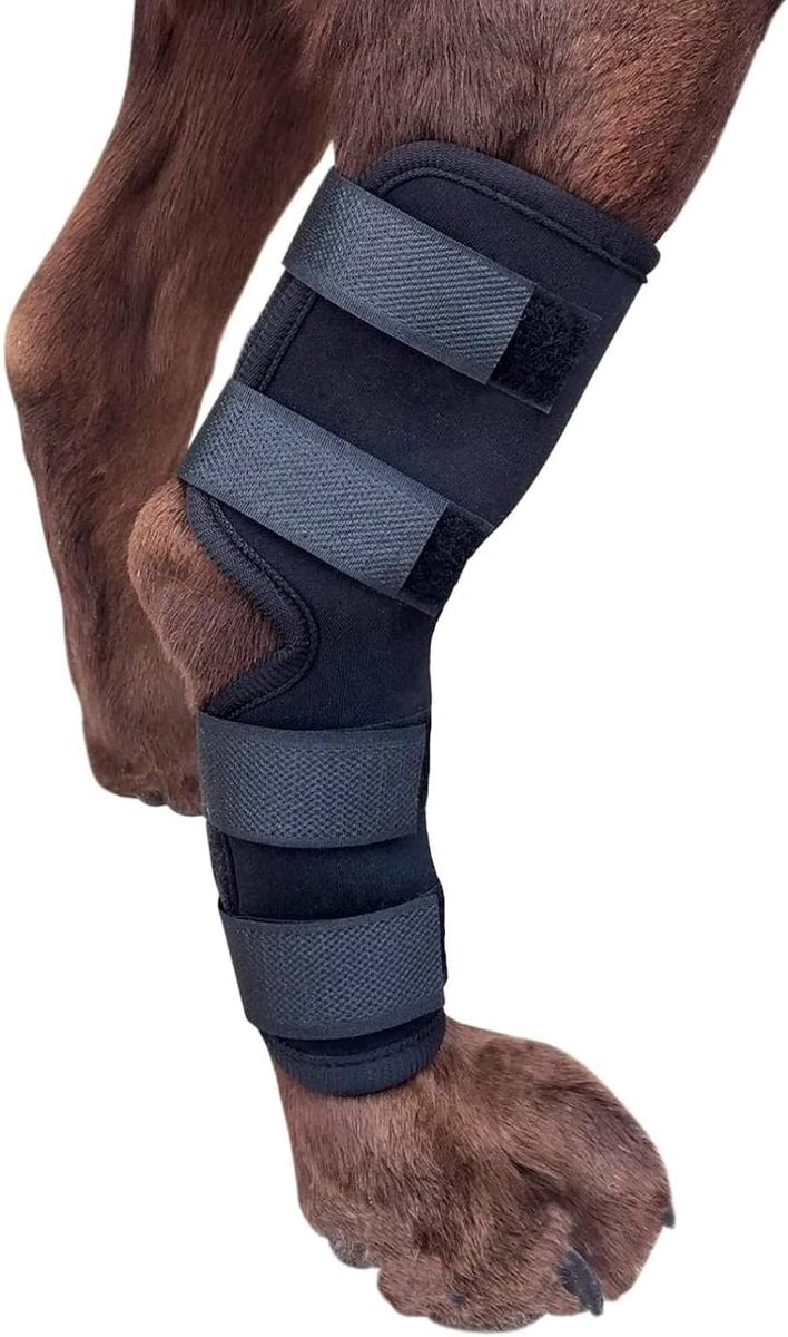 Hond Canine Achterbeen Spronggewrichtbrace, Gewrichtscompressie Hondenbrace Wrap voor Herstel, Bescherming Verstuiking en Letselpreventie, Knie Spronggewricht Extra Onde (L)