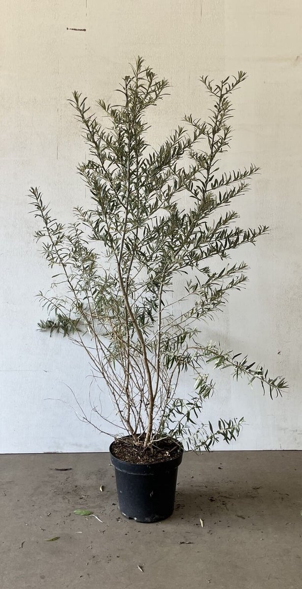Duindoorn 100-125 cm (in pot) - Hippophae rhamnoides - Ø26 cm - inheemse plant - natuurlijke bescherming dankzij doorns - eetbare oranje bessen