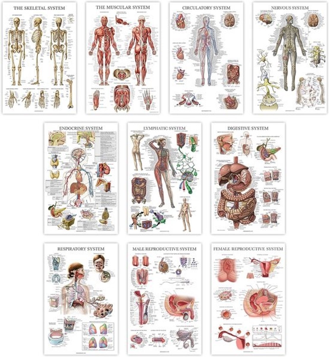 10 Pack Anatomie Posters - 18x24 - Leer het Menselijk Lichaam