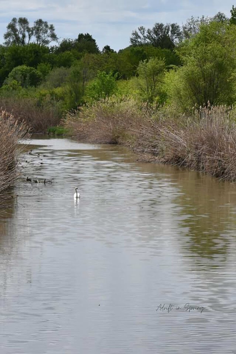 Adrift in Spring