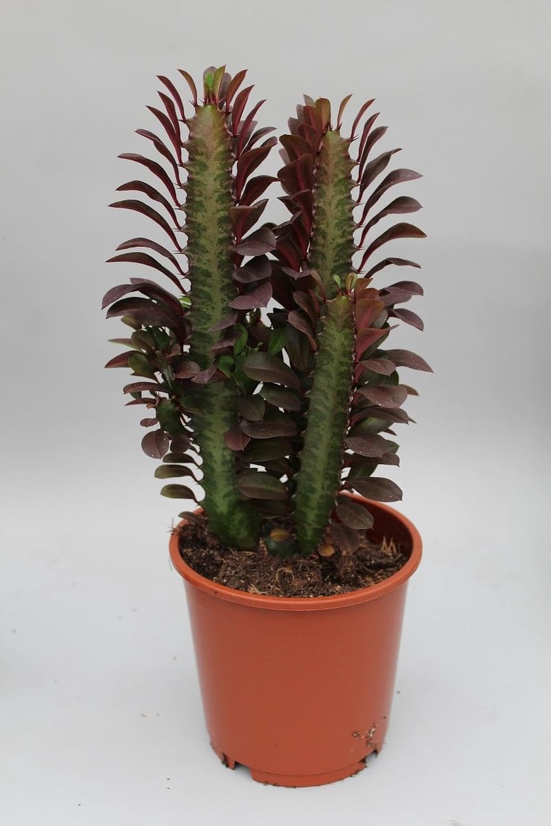 Trigona Rubra - 30-40cm - Ø12cm - Kamerplant - Groenblijvend - Cactus & Vetplanten