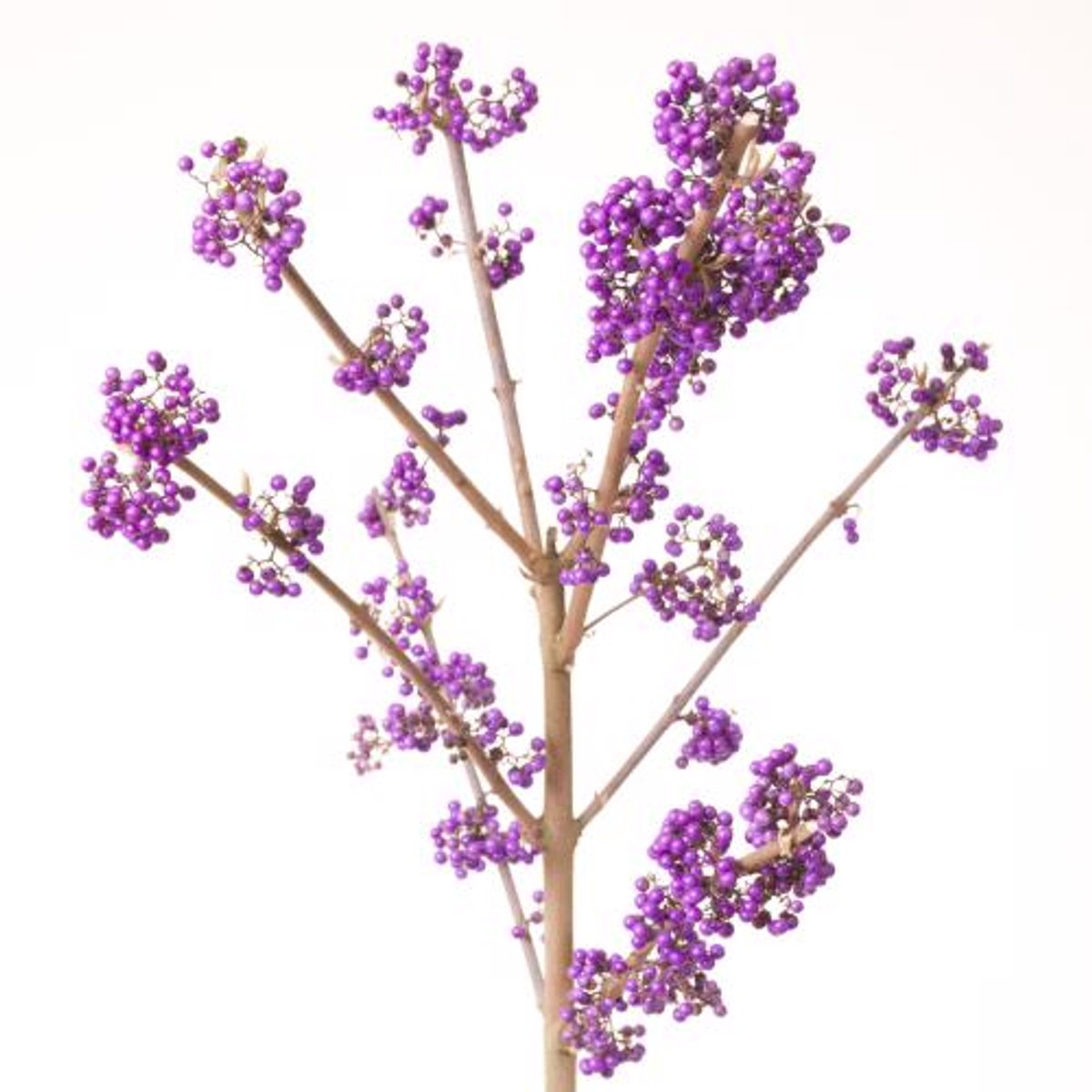 5x Callicarpa profusion 80cm