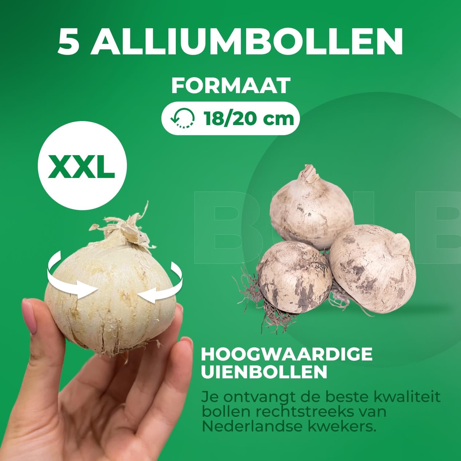 Allium Gladiator 5 bollen - Reuzenlook Giganteum - kleurrijke bloei - voor een prachtige tuin - m-winkel