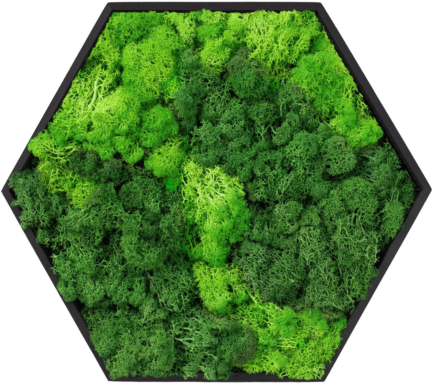 ECD Germany Mosschilderij geconserveerd iJslands hexagonaal 38x34 cm interieur wanddecoratie van natuurlijk 3D mos en houten frame, onderhoudsvrij, decoratieve kunst voor huis en kantoor
