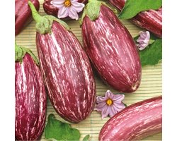 Sluis Garden - Aubergine Listada De Gandia