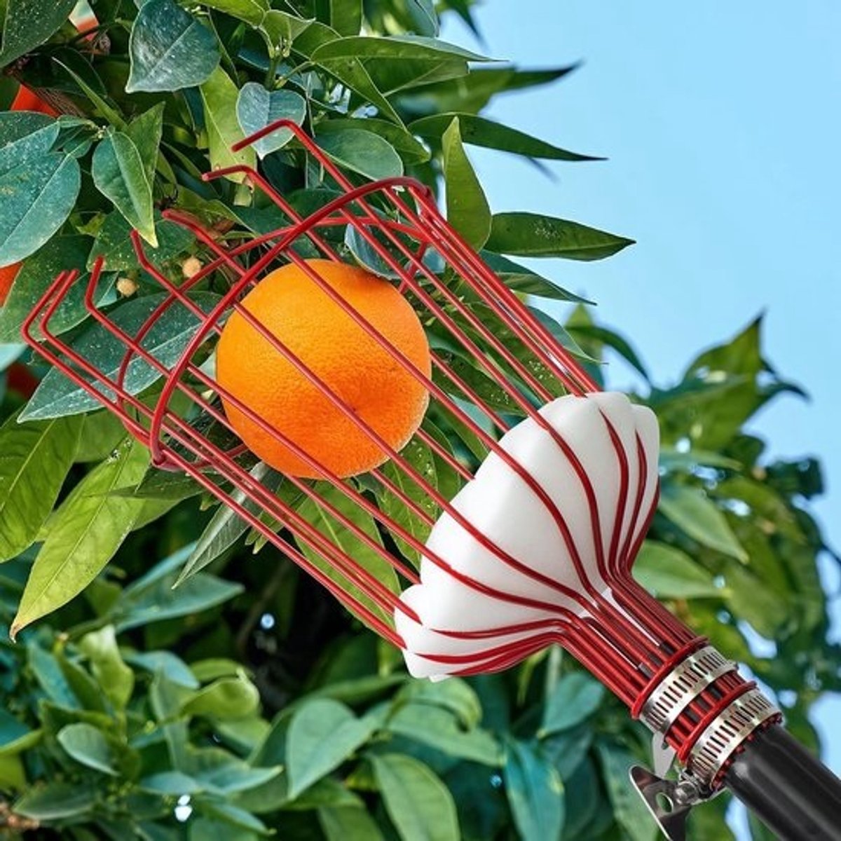 Plukmand voor fruitplukken - Afneembaar ontwerp - roestbestendig - Veilig en betrouwbaar - Geschikt voor avocado's, sinaasappels en dadelpruimen - Ideaal voor divers fruit - Geschikt voor pijpen met verschillende diameters