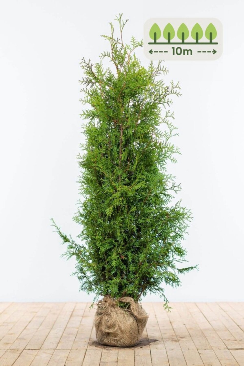 Thuja 'Brabant' 140-160 cm voor 10 meter - 25st. Thuja occidentalis 'Brabant'