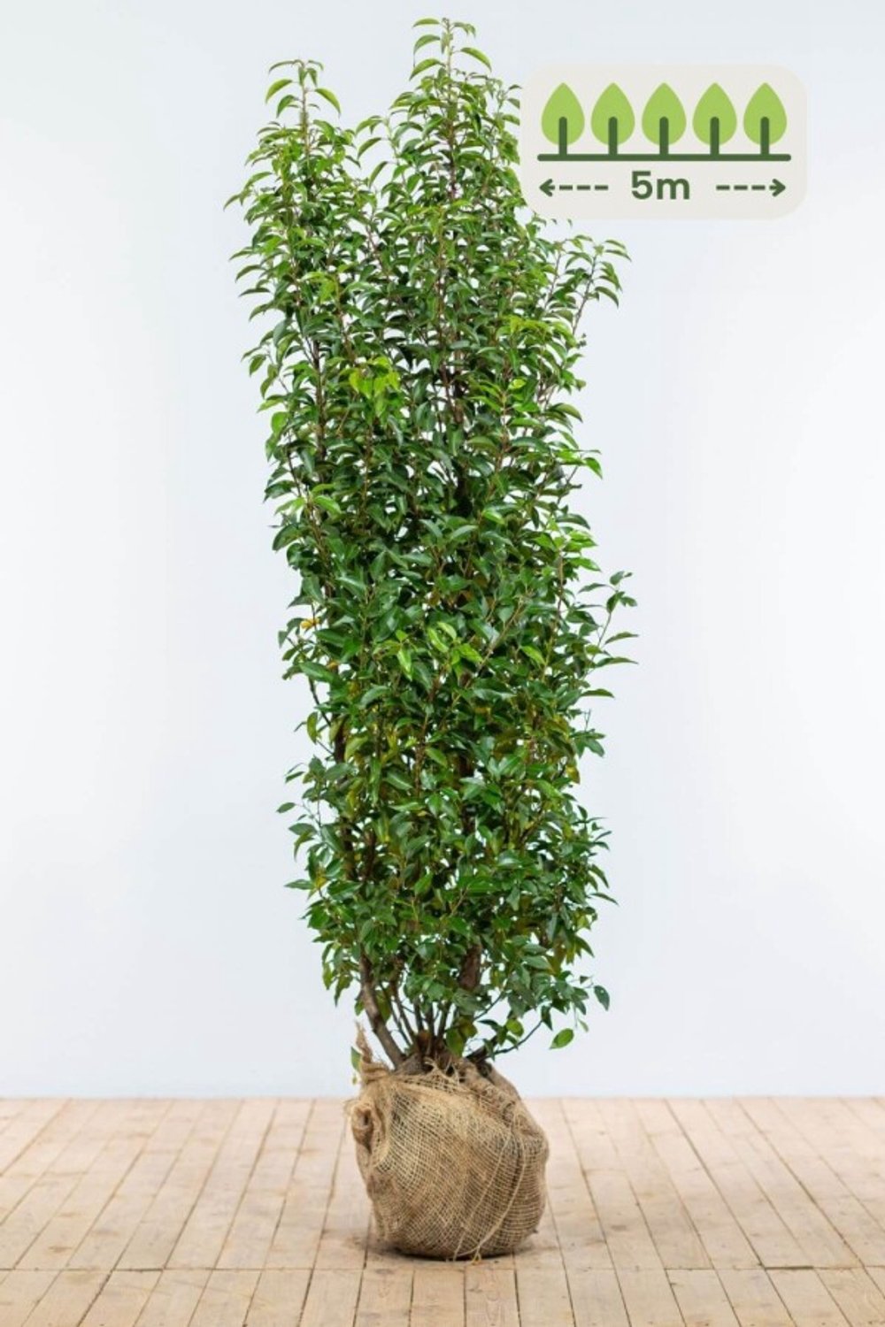 Portugese laurier 175-200 cm voor 5 meter - 10st. Prunus lusitanica 'Angustifolia'