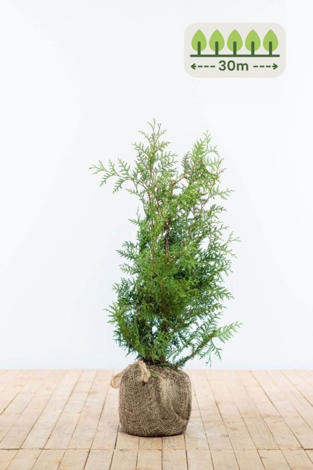 Thuja 'Brabant' 60-80 cm voor 30 meter - 90st. Thuja occidentalis 'Brabant'
