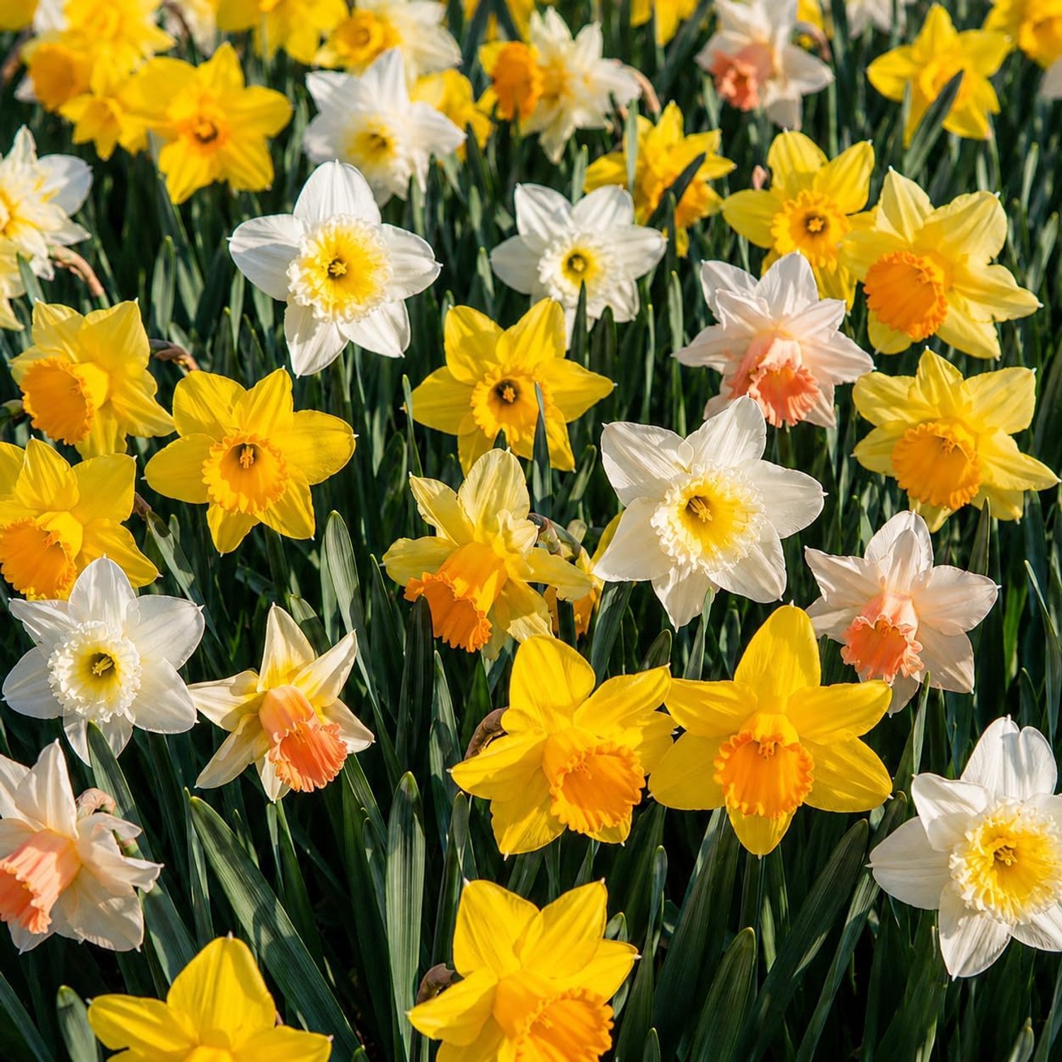 Narcissen bloembollen - 50 stuks - budget mix - winterhard en onderhoudsvriendelijk - Homevero