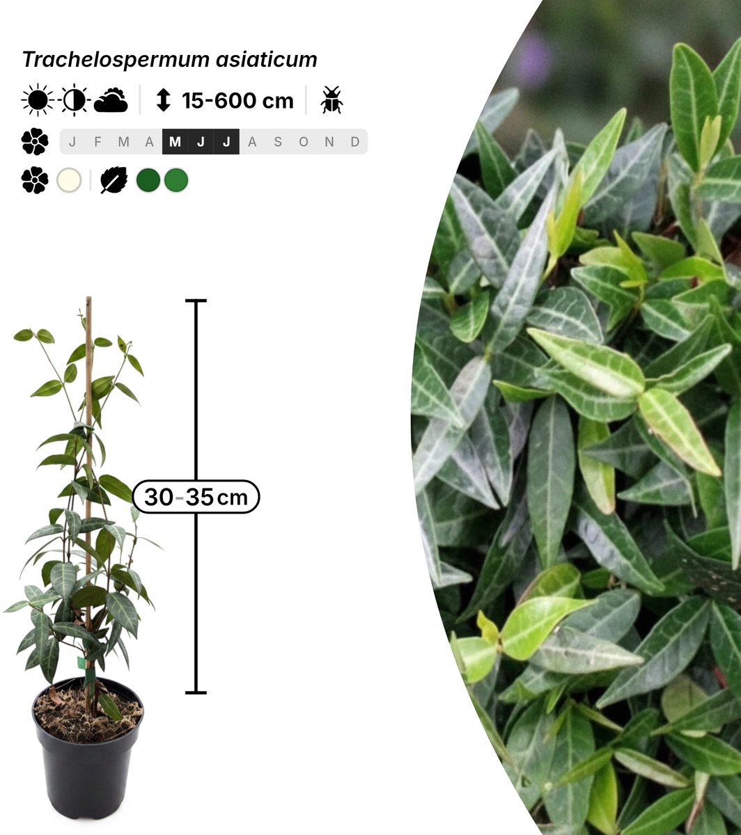 Singleplants - 6x Trachelospermum asiaticum - Pot P9,5 - klimplant - winterhard tot -15°C