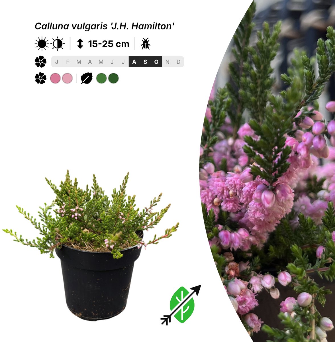 Singleplants - 6x Calluna vulgaris 'J.H. Hamilton' - Pot P9,5 - bodembedekker - in bloeiperiode