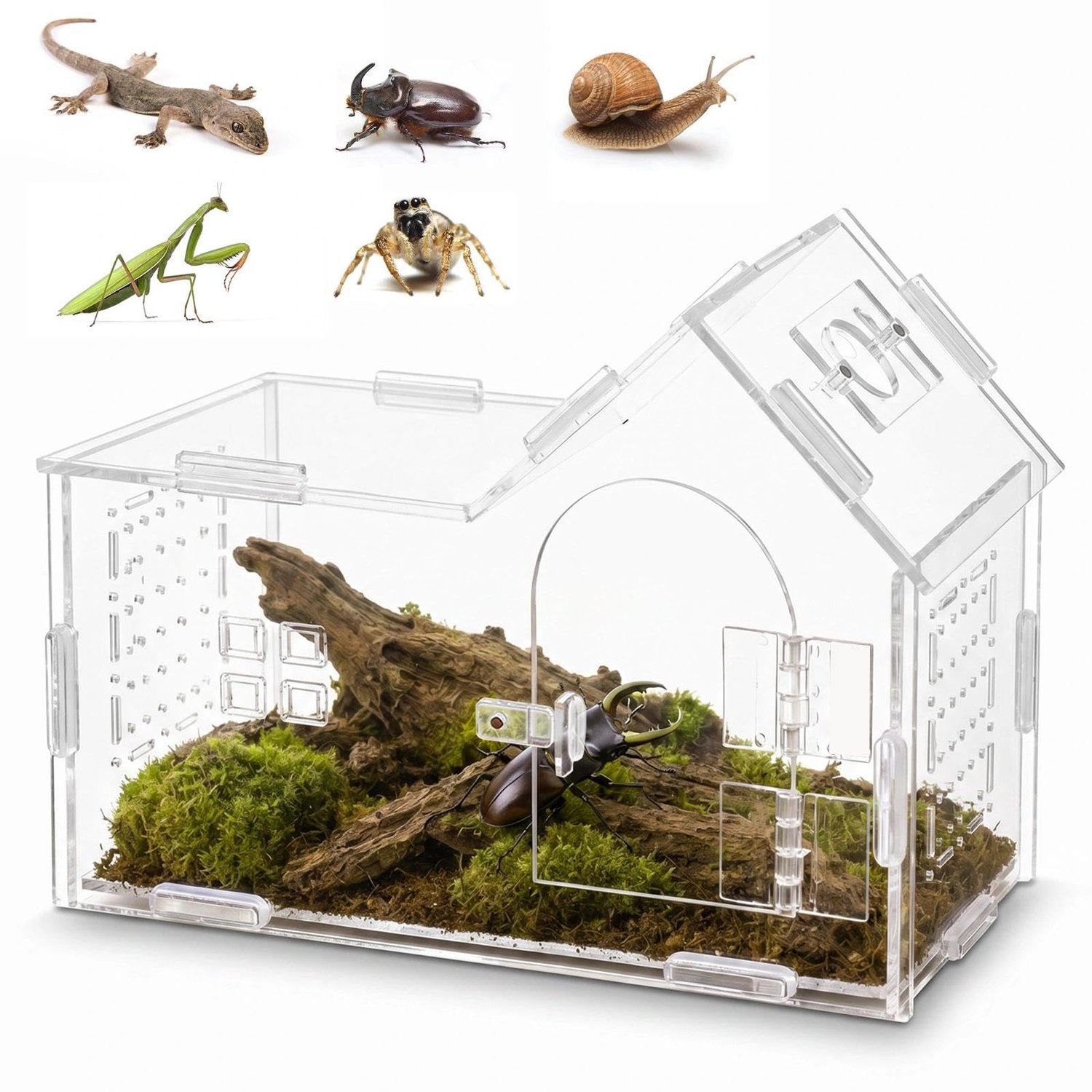Transparante Acryl Terrarium voor Kleine Reptielen en Insecten 8x8x14cm