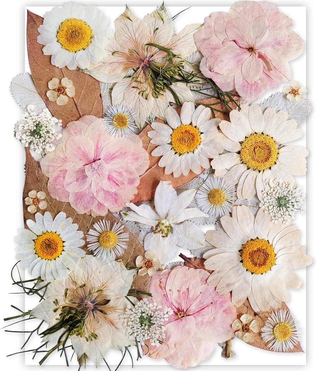 SnelShoppen - Witte Gedroogde Geperste Bloemen voor Hars Molden, Natuurlijke DIY Bloemen voor Ambachten, Kaarsen Maken, Nagelversiering, Zeep Maken, T