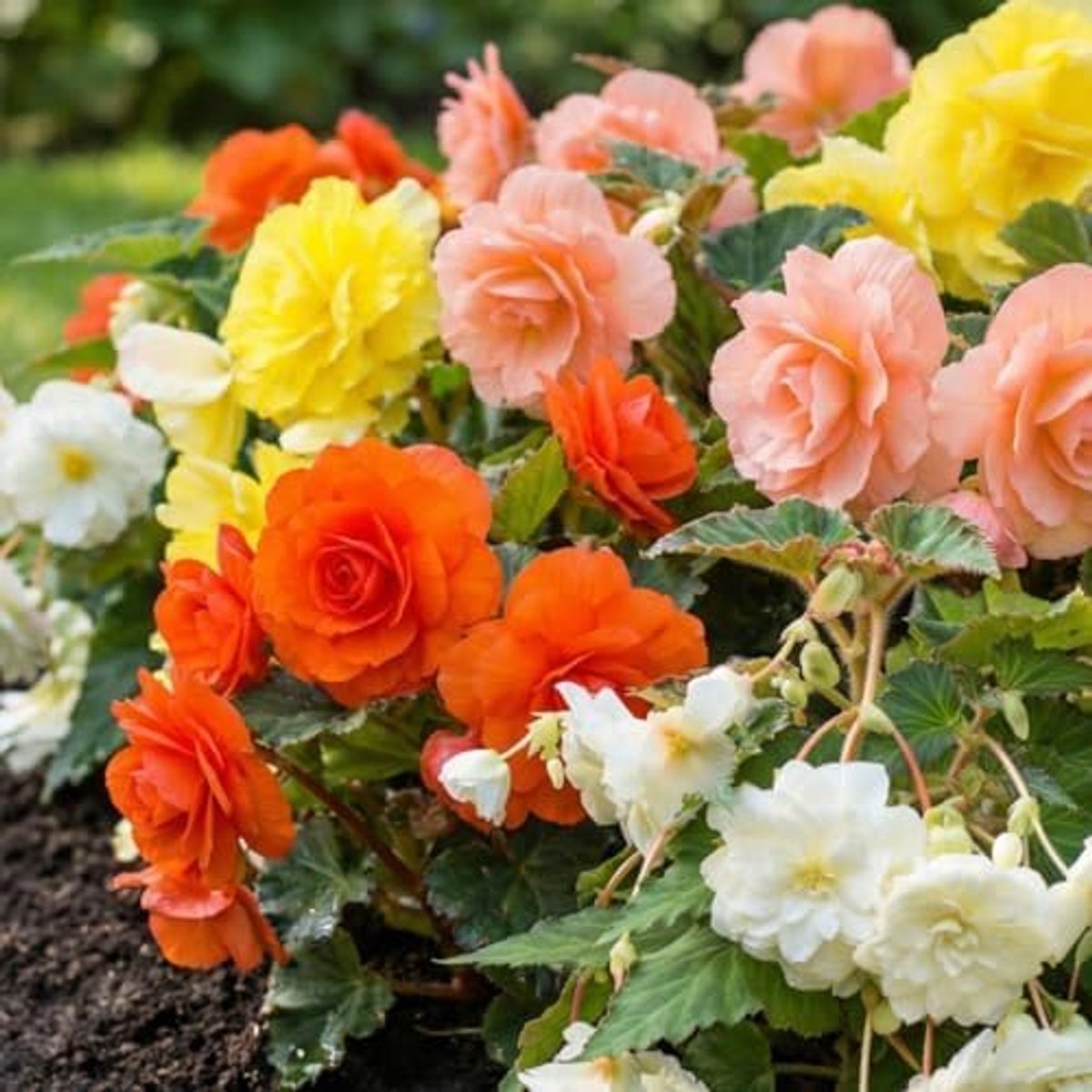 SnelShoppen - Hangende Begonia Bollenverzameling - 5 Cascade Begonia Bollen uit Nederland - Echte Hangende Begoniaplanten voor Potten en Balkons - Mee