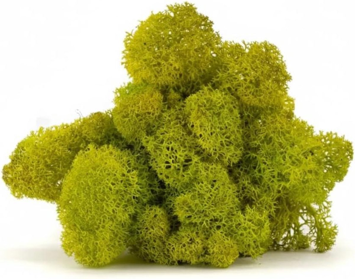 Gedroogd Rendiermos - Decoratie Mos - Moswanden Maken - Onderhoudsvrij Gestabiliseerd - 1 kg - Limoengroen