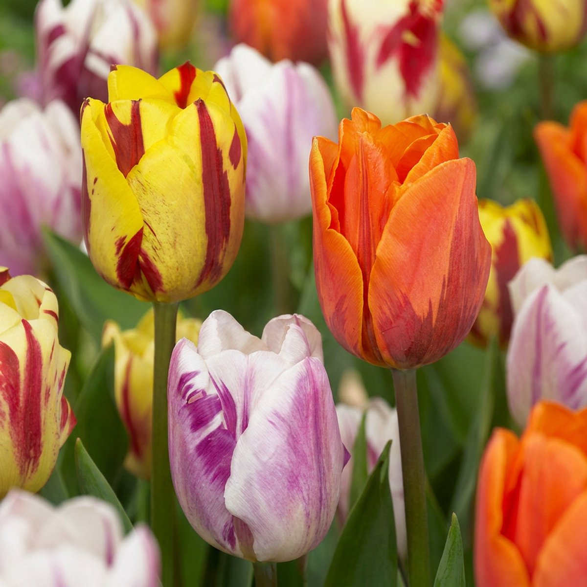 Green boutiQ - 30x Tulipa Flaming Beauty Mix - Tulp Flaming Beauty Mix - Diversen - Voorjaarsbloeier - Bolmaat 11/12