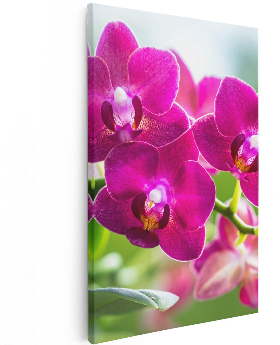 Artaza Canvas Schilderij Roze Orchidee Bloemen - 100x150 cm - Groot - Wanddecoratie Woonkamer - Schilderijen - Muurdecoratie