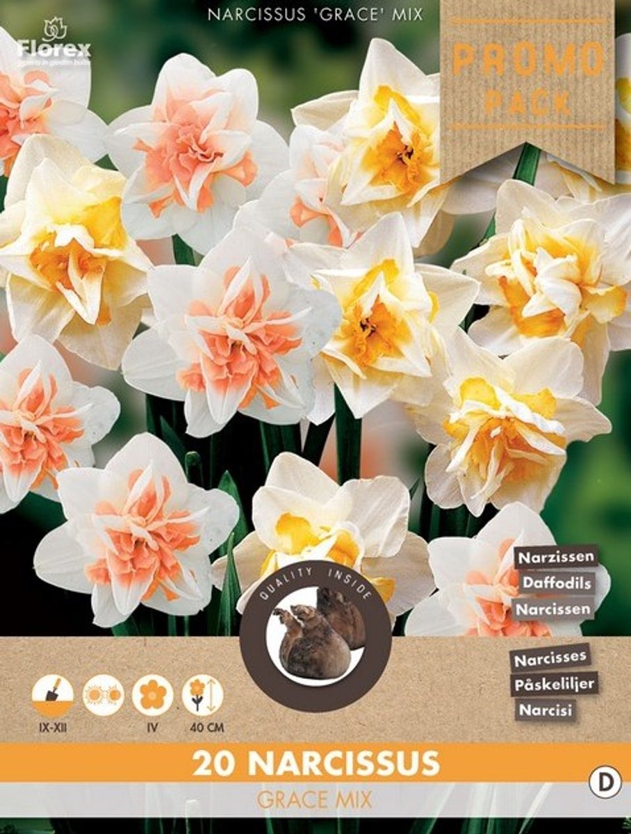 Narcis (Narcissus) - Grace Mix - sus - Snijbloemen - Geurend - Voorjaarsbollen - bloeit in Maart / April
